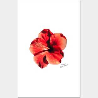 Hibiscus Flower Posters and Art